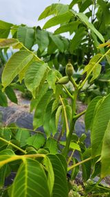 팜모닝 기타작물·영농일지 게시글 이미지