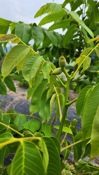 김우석님의 기타작물 · 영농일지 작성글 사진