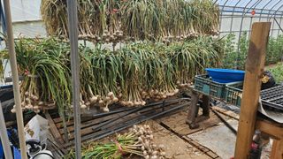 김성진님의 마늘 · 영농일지 작성글 사진