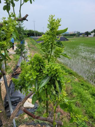 이상열님의 두릅 · 병해충상담 작성글 사진