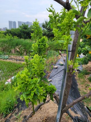 이상열님의 두릅 · 병해충상담 작성글 사진