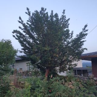 죽장인님의 마늘 · 영농일지 작성글 사진