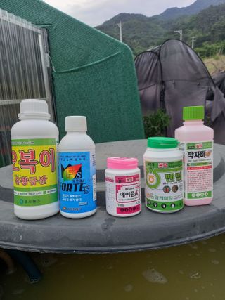 서선옥님의 감 · 영농일지 작성글 사진