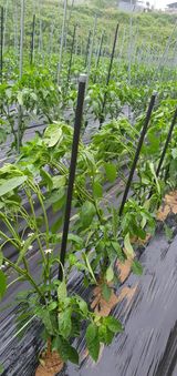 팜모닝 고추·병해충상담 게시글 이미지