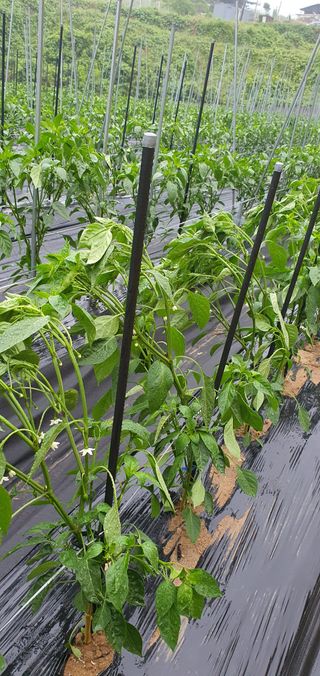 현촌에서님의 고추 · 병해충상담 작성글 사진