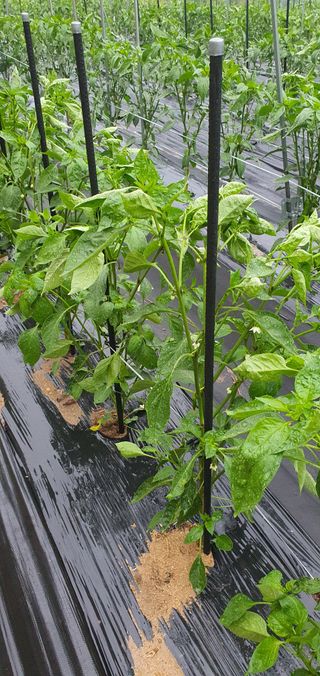 현촌에서님의 고추 · 병해충상담 작성글 사진