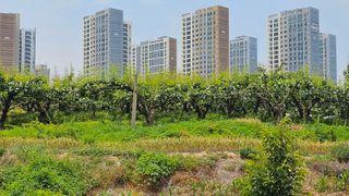 박진오님의 배 · 영농일지 작성글 사진