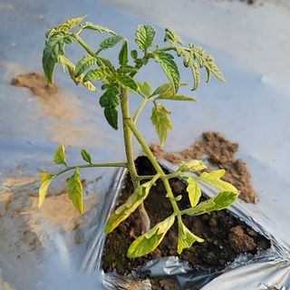 희망나래농장님의 토마토 · 병해충상담 작성글 사진