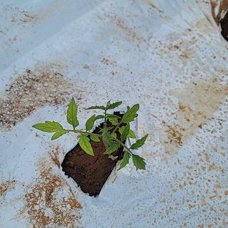 희망나래농장님의 토마토 · 병해충상담 작성글 사진