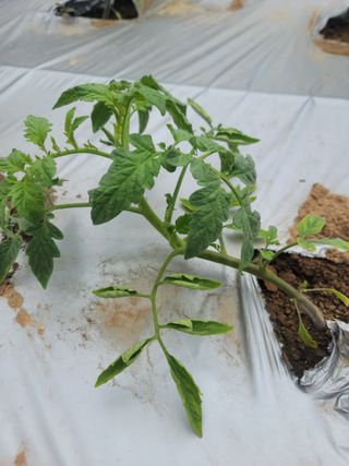 희망나래농장님의 토마토 · 병해충상담 작성글 사진