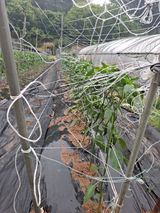 팜모닝 고추·영농일지 게시글 이미지