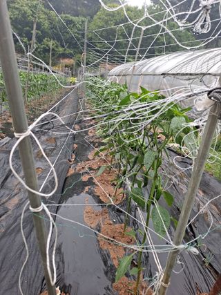 호박 정정호님의 고추 · 영농일지 작성글 사진