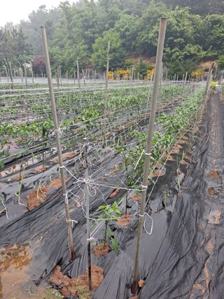 호박 정정호님의 고추 · 영농일지 작성글 사진