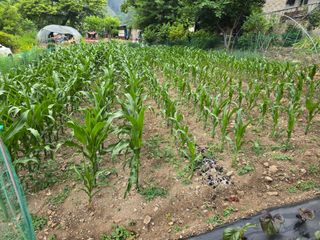 홍천 손춘목 님의 옥수수 · 영농일지 작성글 사진