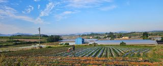 햇살처럼영농조합님의 고구마 · 영농일지 작성글 사진