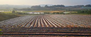 햇살처럼영농조합님의 고구마 · 영농일지 작성글 사진