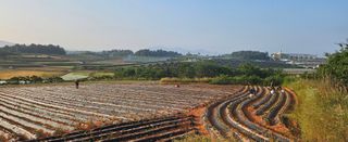 햇살처럼영농조합님의 고구마 · 영농일지 작성글 사진