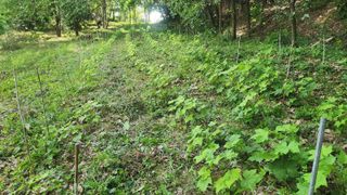 향촌님의 두릅 · 영농일지 작성글 사진