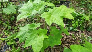 향촌님의 두릅 · 영농일지 작성글 사진