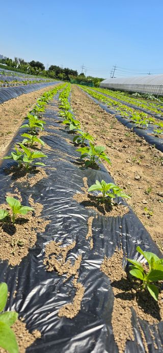 청산님의 참깨 · 영농일지 작성글 사진