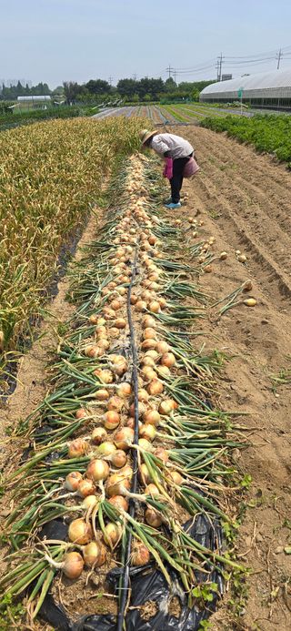 청산님의 참깨 · 영농일지 작성글 사진
