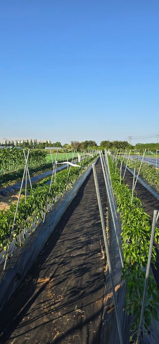 청산님의 참깨 · 영농일지 작성글 사진