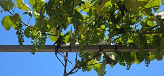 청산님의 참깨 · 영농일지 작성글 사진