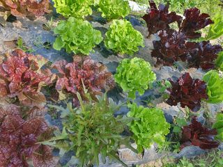 표고버섯14221님의 상추 · 영농일지 작성글 사진