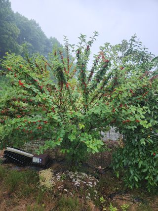 재갈공명a님의 자유주제 · 자유게시판 작성글 사진