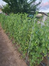 팜모닝 콩·영농일지 게시글 이미지