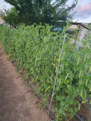 소금님의 콩 · 영농일지 작성글 사진