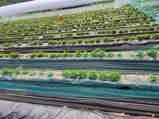 사랑으로님의 기타작물 · 영농일지 작성글 사진