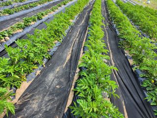 사랑으로님의 기타작물 · 영농일지 작성글 사진