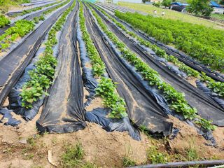 사랑으로님의 기타작물 · 영농일지 작성글 사진
