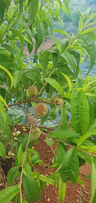 최동열님의 자두 · 병해충상담 작성글 사진