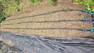 삼례텃밭지기님의 파 · 영농일지 작성글 사진