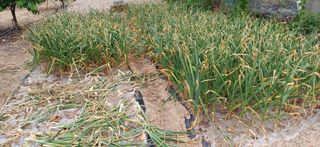 횡계구곡님의 마늘 · 영농일지 작성글 사진