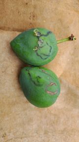 팜모닝 농사, 무엇이든 물어보세요!·참여글 게시글 이미지