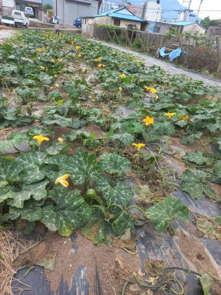 대원농장님의 6월 내 작물 자랑하기🌱 · 참여글 작성글 사진