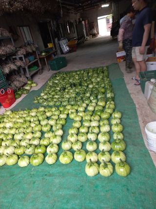 대원농장님의 6월 내 작물 자랑하기🌱 · 참여글 작성글 사진