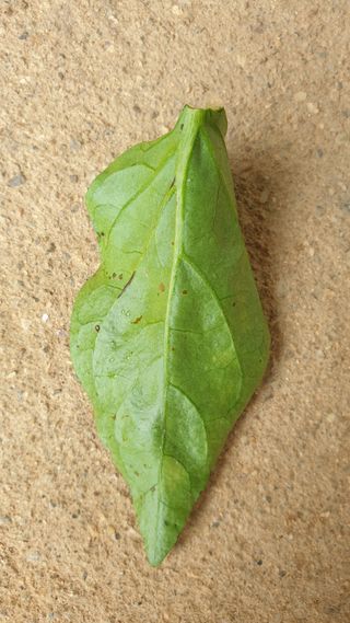 주인노님의 고추 · 병해충상담 작성글 사진