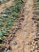 팜모닝 마늘·영농일지 게시글 이미지