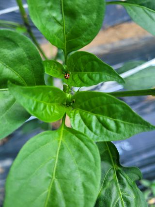 진해풍호동텃밭님의 자유주제 · 자유게시판 작성글 사진