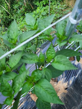 진해풍호동텃밭님의 자유주제 · 자유게시판 작성글 사진