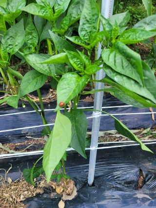 진해풍호동텃밭님의 자유주제 · 자유게시판 작성글 사진