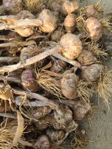 팜모닝 마늘·영농일지 게시글 이미지