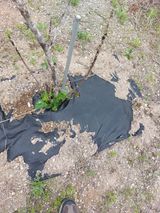 팜모닝 기타작물·영농일지 게시글 이미지