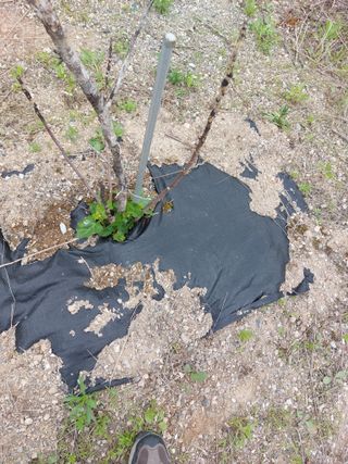 리얼팜님의 기타작물 · 영농일지 작성글 사진