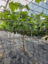 팜모닝 포도·영농일지 게시글 이미지