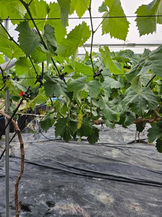 김용호님의 포도 · 영농일지 작성글 사진